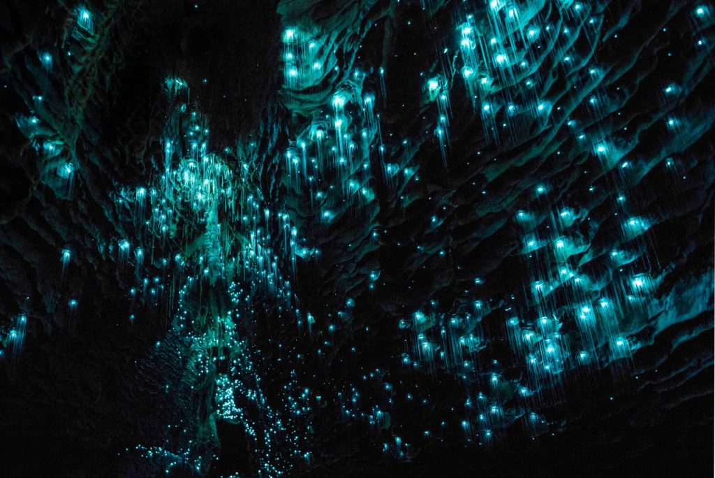 Waitomo-Glowworm-Cave