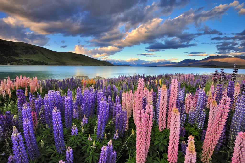 Lake-Tekapo-Lupinen