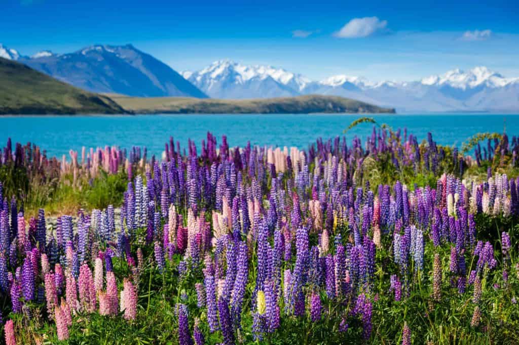 Lake-Tekapo-Lupinen
