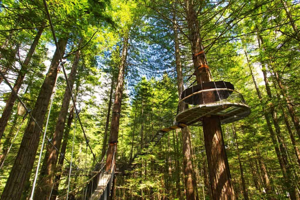 Rotorua-Redwoods-Treewalk