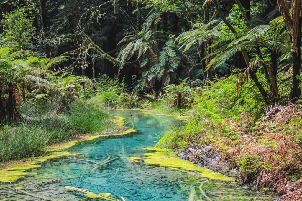 Rotorua-Whakarewarewa-Forest