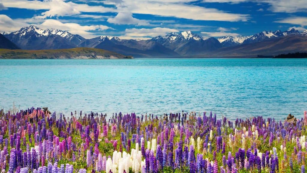 lake-tekapo-lupinen-hintergrund