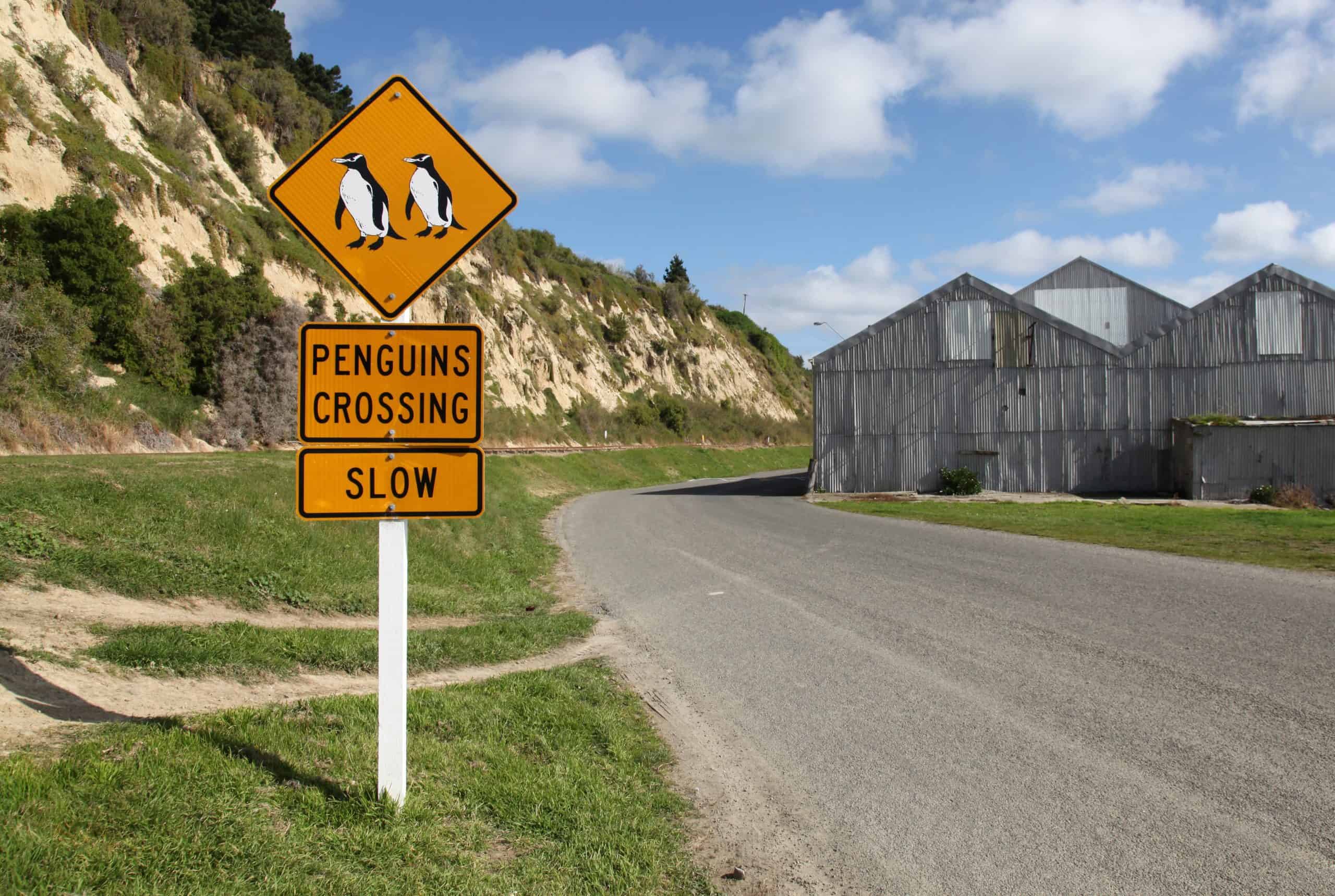 omaru-pinguine-hintergrund