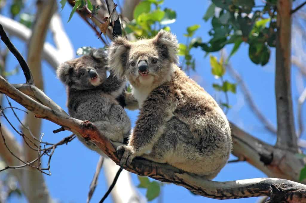 Australien-Koalas