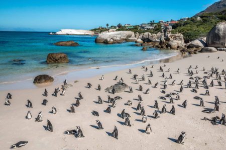 Pinguine