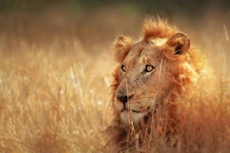 Kruger National Park Safari