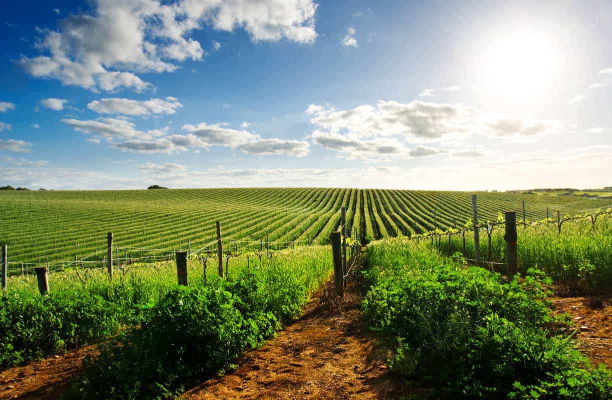 Barossa Valley Weinanbau