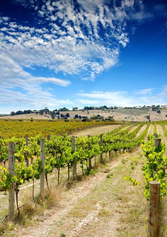 McLaren Vale Weinreben