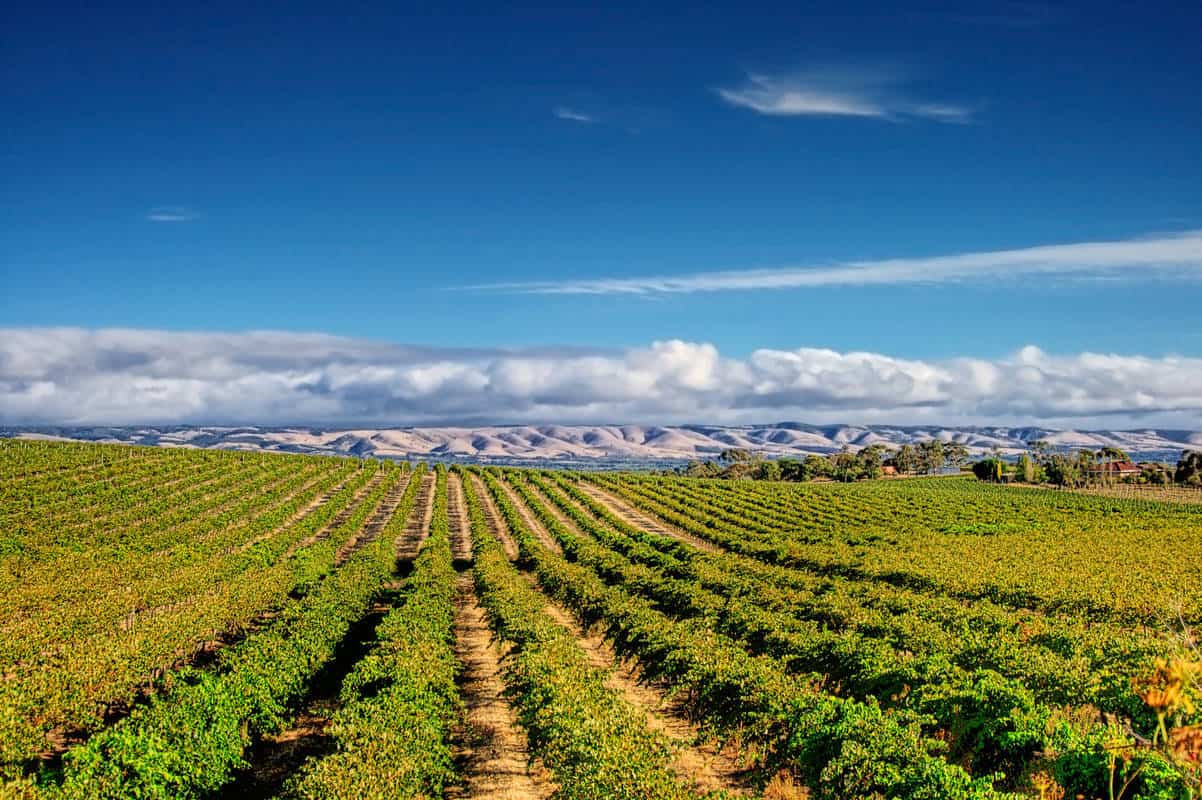 Umgebung Adelaide Weinanbau